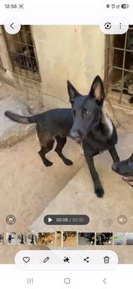 Chiots malinois purs sang image 3