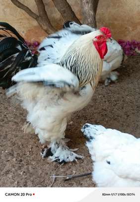 Coq Brahma blanc plumes aux pattes grande taille image 2
