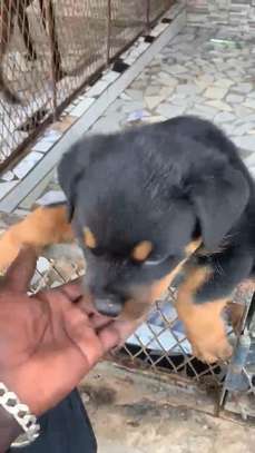 Rotweiller purs sang image 4