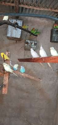 Oiseaux exotiques à vendre image 5