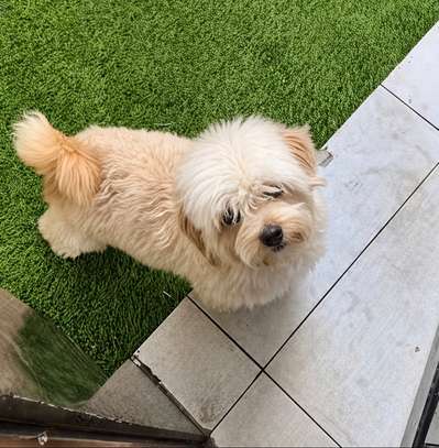 Bichon adulte image 2