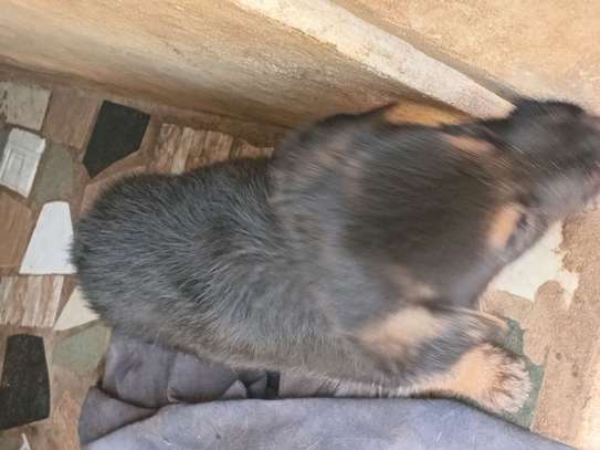 Chiots a vendre image 2