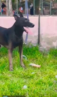 FEMELLE MALINOIS PURE RACE image 3