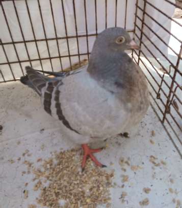 PIGEON TEXAN image 3