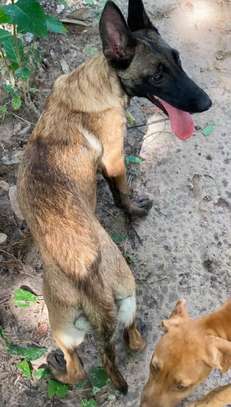 Malinois charbonnier image 2