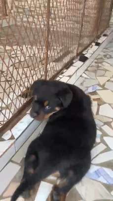 Rotweiller purs sang image 5