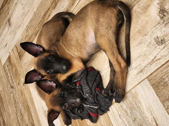 Berger belge malinois image 2