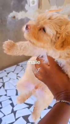 Bichon nain image 3