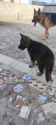 Berger Allemand chiot noir et feu vacciné joueur image 2