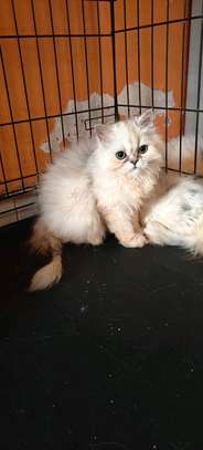 CHATONS PERSANS CHINCHILLAS PURS image 6