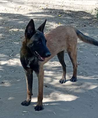 Couple Berger Malinois image 5