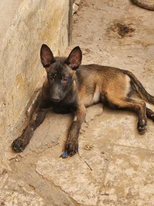 Magnifiques chiots Bergers Belges Malinois charbonnés image 2
