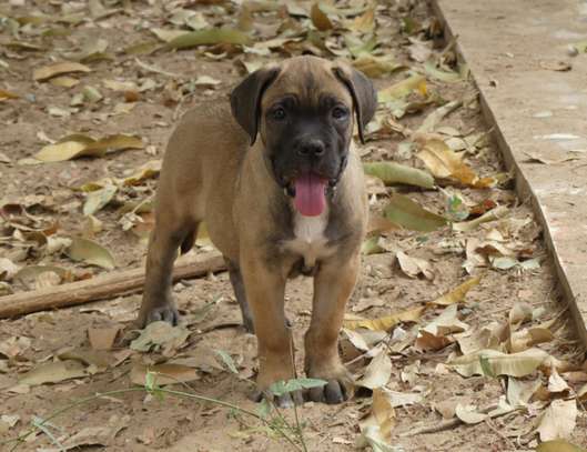 chiots cane corso image 3