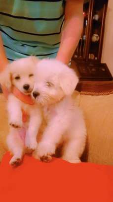 Bichon havanais pur race très blanc image 2