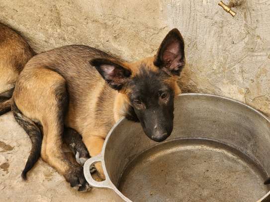 Magnifiques chiots Bergers Belges Malinois charbonnés image 3