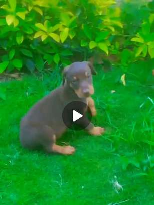 Doberman chiot noir et feu vacciné et vermifugé image 5
