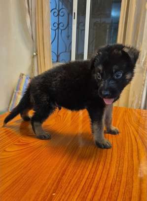 Chiot berger allemand pur image 2