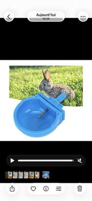 Abreuvoir automatique lapin image 2