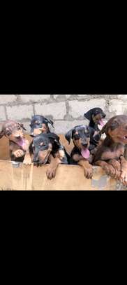 Chiots doberman image 7