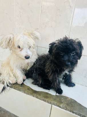 Bichon maltais importer image 2