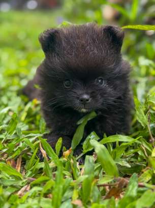 Pomeranien image 2