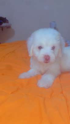Mignon chiots image 4