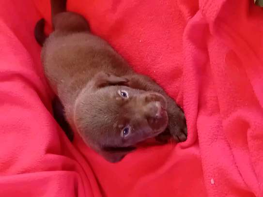 Labrador noir jeune affectueux et joueur image 10