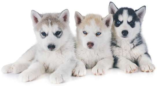 Chiot Husky Sibérien provenance BERLIN image 2