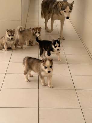 Husky de Siberie image 6