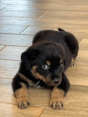 Chiot Rottweiler à vendre image 5