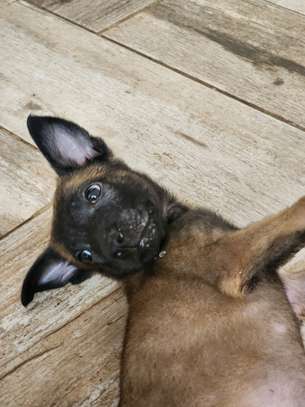 À vendre – Chiots Bergers Belges Malinois pure race 🐾 image 6