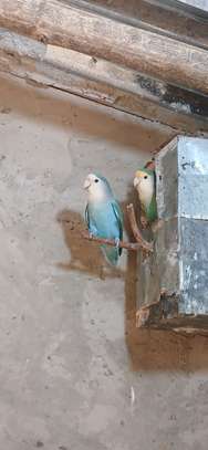 Oiseaux exotiques à vendre image 4