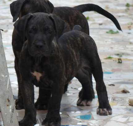 chiots boerboels image 5