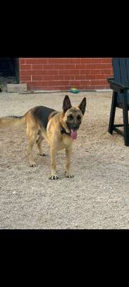 Berger Allemand chiots noir et feu vaccinés et deparasités image 5