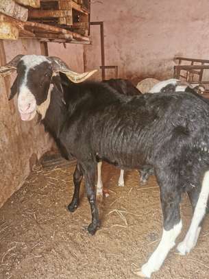 Vente Flash mouton Tabaski image 4