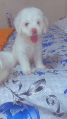 Mignon chiots image 2