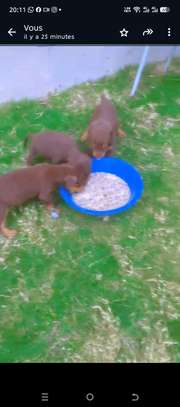 Doberman chiot noir et feu vacciné et vermifugé image 3