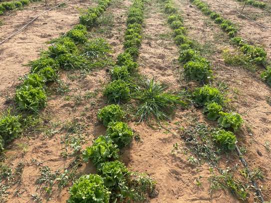 Champ Agricole à vendre à Keur Magueye Ndao image 3