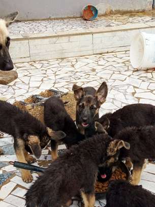 Chiot berger allemand image 5