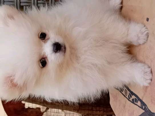 Pomeranien image 9
