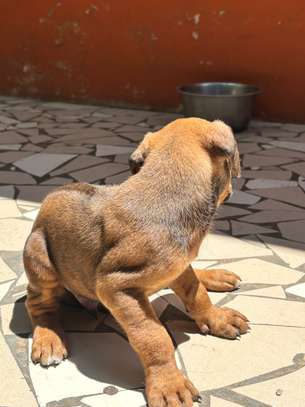 Chiot Rhodesian Ridgeback X malinois image 7