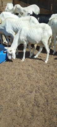 Lot de Moutons Femelle Ladoums image 6