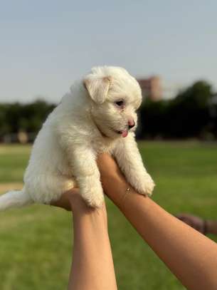 Bichon maltais image 5