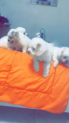 Mignon chiots image 6