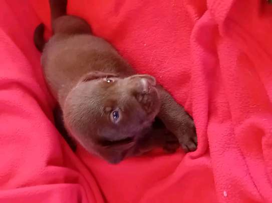 Labrador noir jeune affectueux et joueur image 11