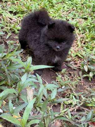 Pomeranien image 4