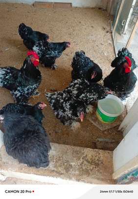 Poussins cochons cailloutés image 4