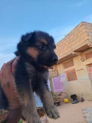 Chiot métisse berger allemand image 3