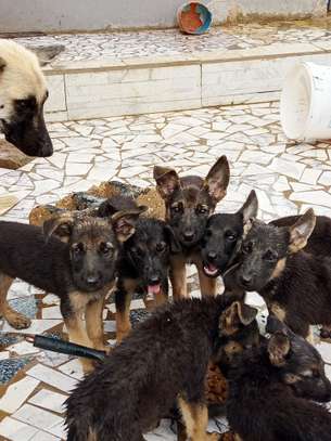 Chiot berger allemand image 3