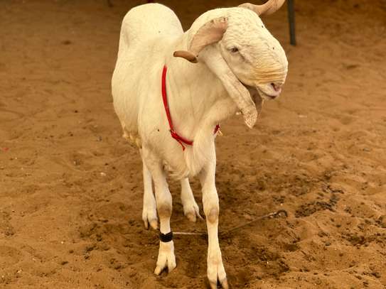 Mouton de tabaski de qualite image 5